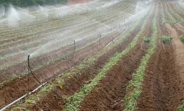 Agricoltura Ko In Puglia Con Danni Enormi Da Caldo E Siccità - Puglia ...